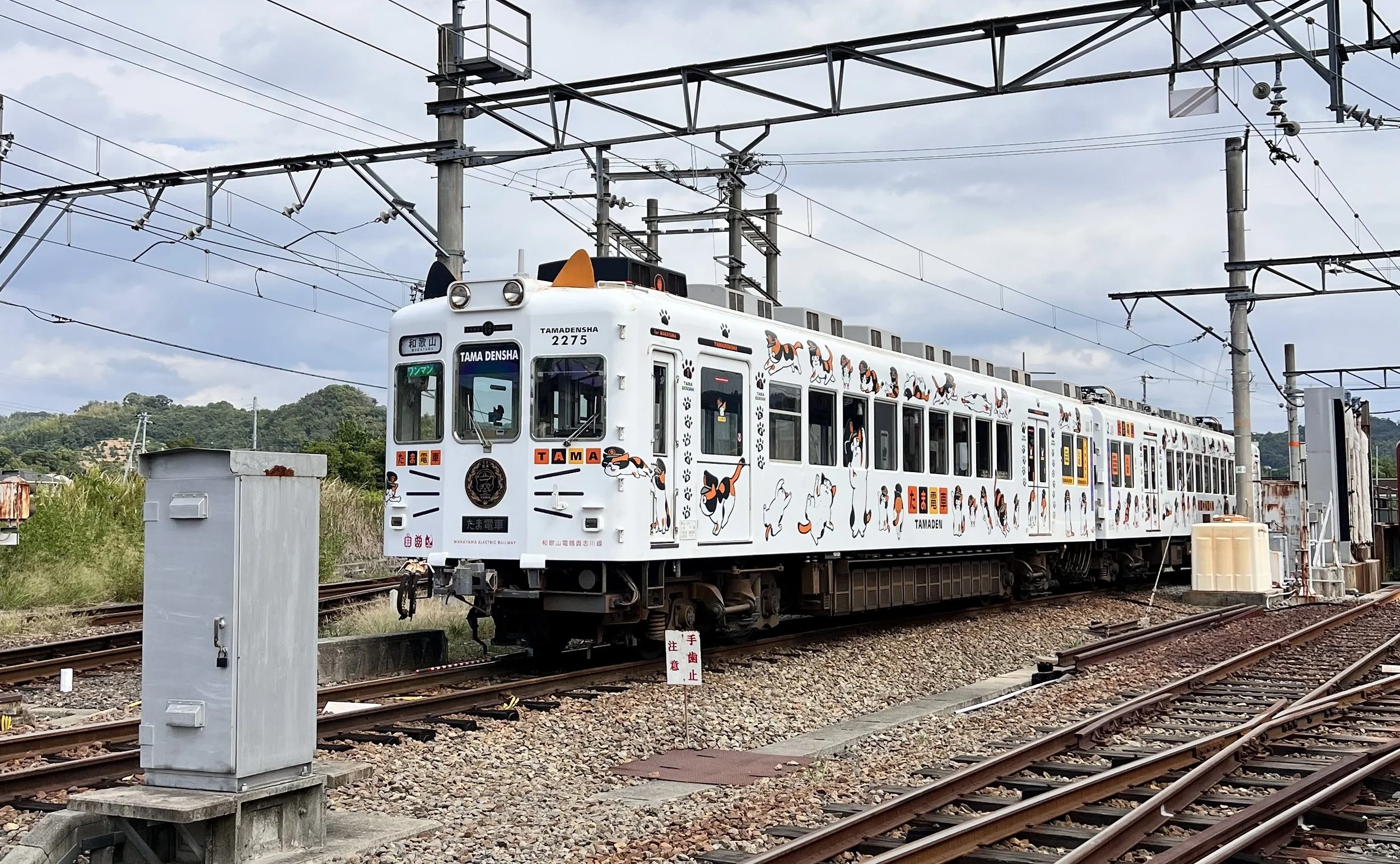 All Aboard the Cat Train! Fun and Unique Day-Trip Idea While